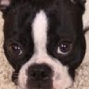 Meet your Posher, Rose